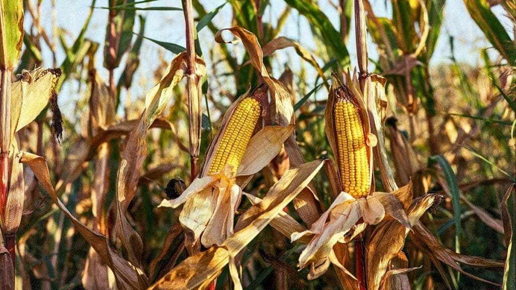 Maïs en Afrique : deux modèles agricoles, un fossé de rendement 34 Maïs Afrique Grandes Lignes