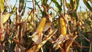 Maïs Afrique Grandes Lignes