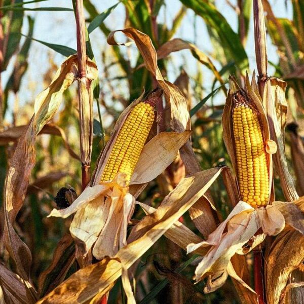 Maïs Afrique Grandes Lignes