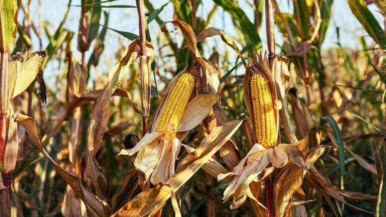 Maïs en Afrique : deux modèles agricoles, un fossé de rendement