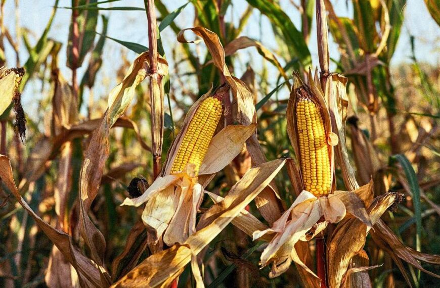 Maïs Afrique Grandes Lignes